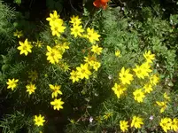 Garten 008.webp