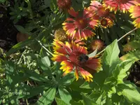 HPIM5172.webp