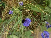 HPIM5165.webp