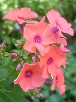 Garten 009.webp