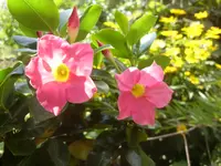 Garten 010.webp
