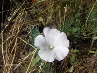 HPIM5171.webp