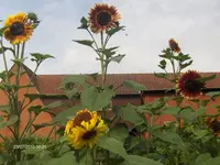 HPIM5162.webp
