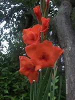 HPIM5155.webp