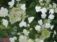 Garten 011.webp