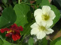 Garten 012.webp