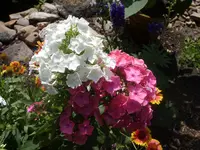 Garten 013.webp