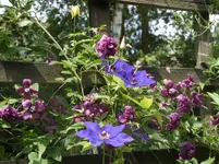 Garten 014.webp