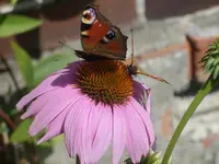 Garten 015.webp