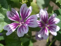 Garten 016.webp