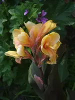 Garten 017.webp