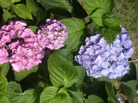Garten 018.webp