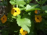 Garten 019.webp