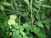 tomate2.webp