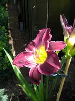 Taglilie_1.webp