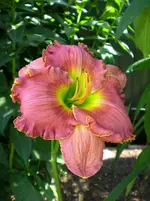 Taglilie_3.webp