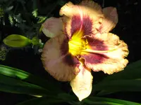 CIMG1210.webp