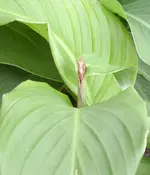 STA40254.webp