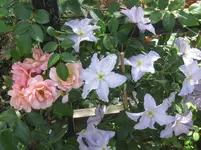 020.webp