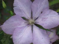 055.webp