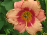 017.webp