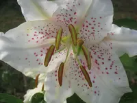 008.webp
