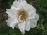 050.webp