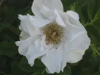 005.webp