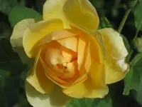 013.webp