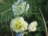 014.webp