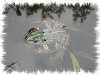 29865.webp