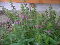 IMGP0170.webp