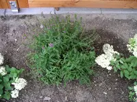 IMGP0171.webp
