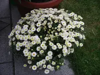 IMGP0172.webp