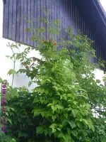 hoch hinaus.webp