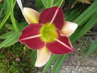 IMG_russel bicolor2_1024x768.webp