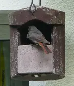 Hausrot.webp