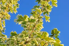 garten2.webp garten2.webp