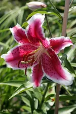 blog_1613-Lilie-Arena.webp