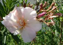 Oleanderlachs.webp