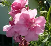 Oleanderrosa.webp