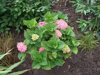 hortensie.webp