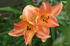 BLOG_1043-MaUNA-BABY-I.webp