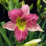 blog_0986-Cherry.webp