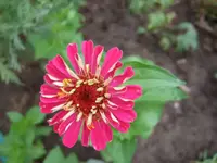 zinnien.webp