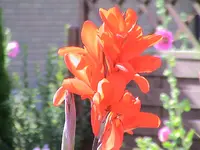 garten 286.webp