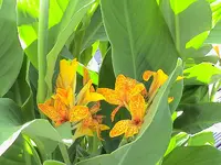 gelbe canna.webp