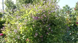 DSC03601.webp