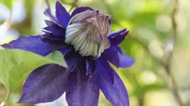 Multi Blue.webp