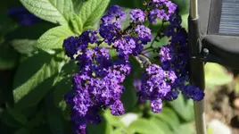 DSC03595.webp